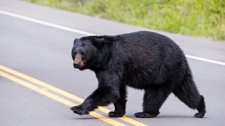 ������� ����� ��� �������� ���������� ����� ���������