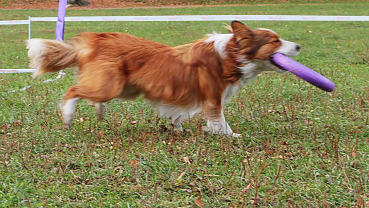 ������ ������ ������� ������������ "����, ���������, ��������"