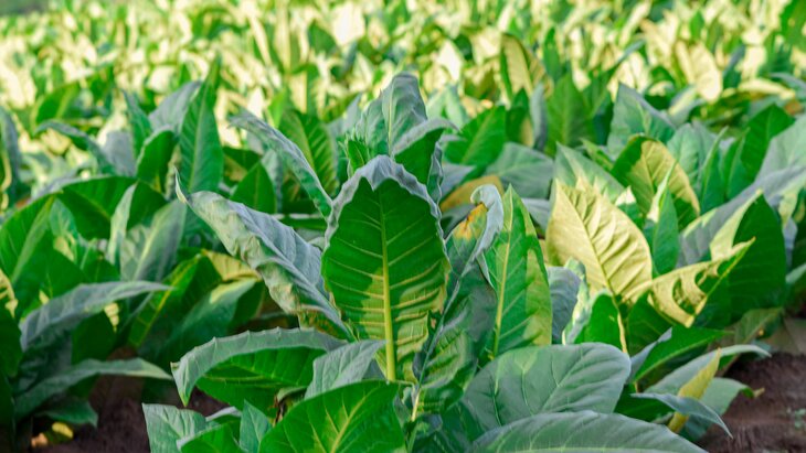 ���� ������������ ������ � �� � 1 ���� ����� �������� ������ � �����������