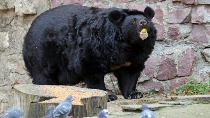 ����������� ������� ��������� �������� �� ������ � ���������� ��������