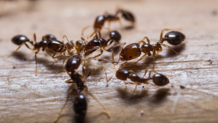 ������ � �������� ���� ������� ��-�� ��������������� ������������ ���� �������� � ���