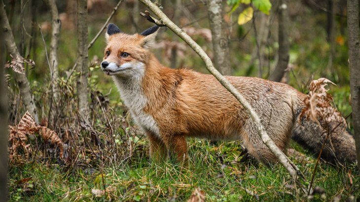 � ������ ������������� ��� ��������� �����