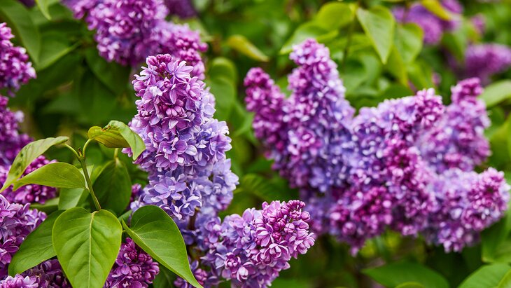 ������ ���������, ����� � ������ �������� ������