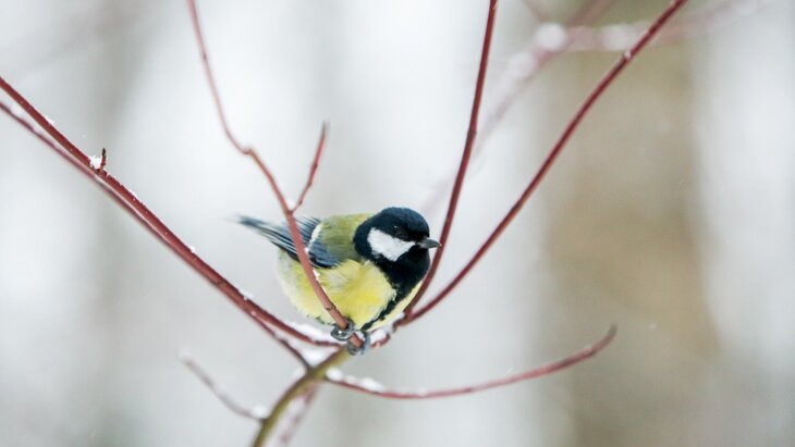 ������ � ������ ����� ������� ��-�� ���������� ��������� � ������