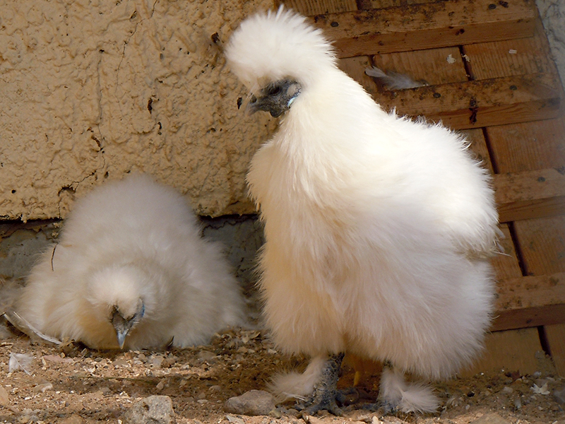 ������� �����������: � ������� ����� �����