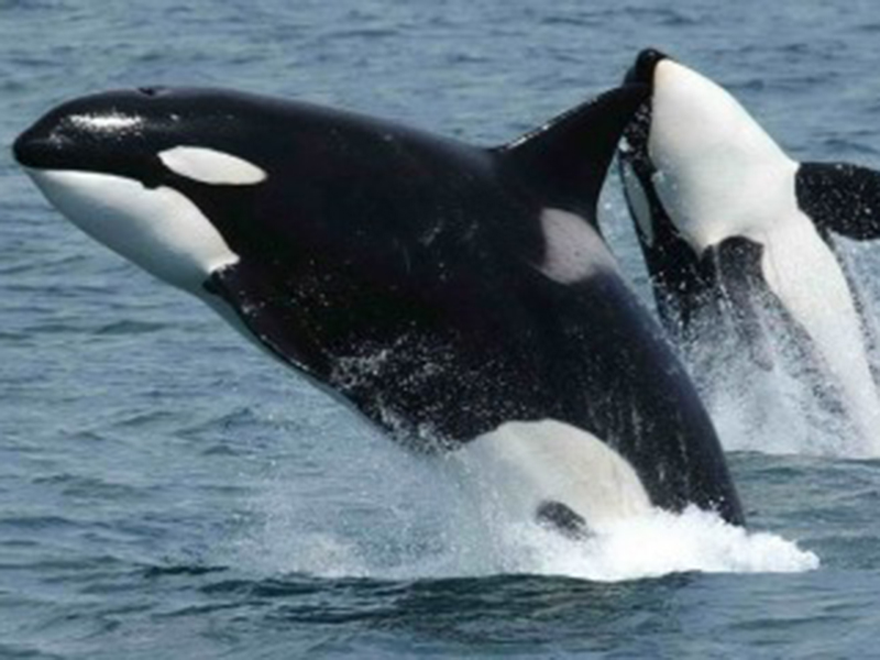 �������� ����������� �� ���� 