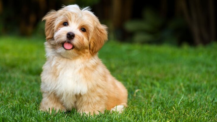 ������� �����������, ��� ������� �� ������� �������� ��� ����������� ���� ���� 18 ��������