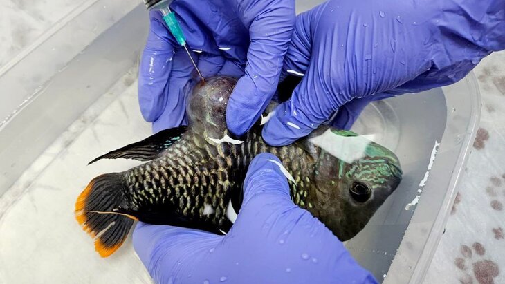 ����������� �������������� ���������� ������� ������� ������ ����