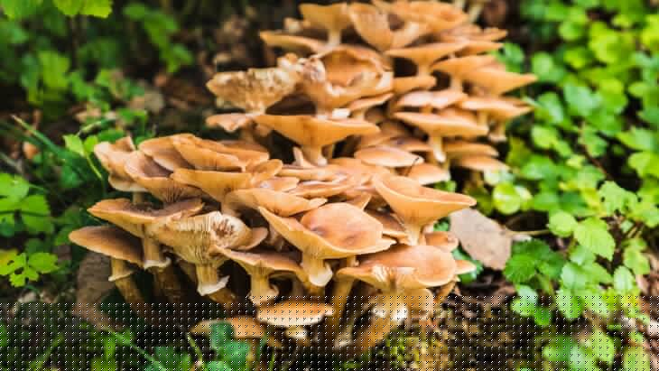 ������ ������, ��� "������� ���" ��������� � ���������� �������