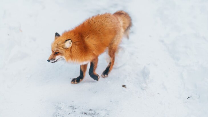 ���� � ����������� ����� ����� ������������ ��-�� ������ �������� ������