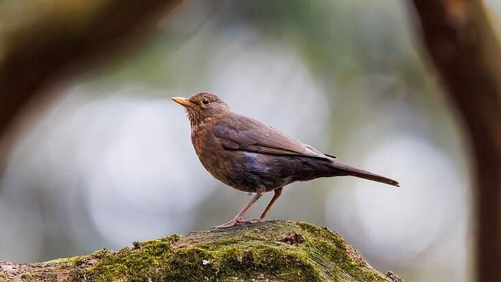 �� ��������� ����������� ������� ������ �����