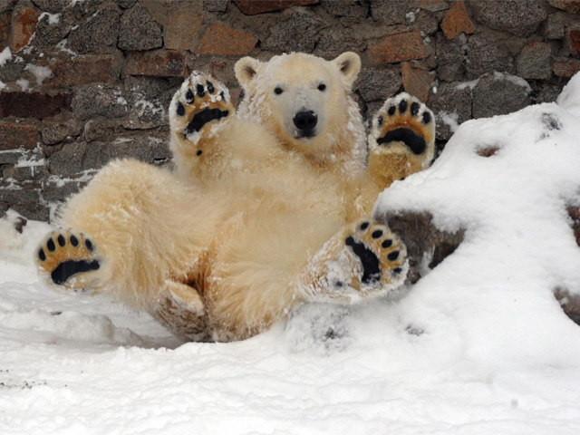 ���������� ������� ������������ ���������� ��������� "���, �� ����������� ��������"