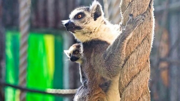 ��� �������� �������� ������� �������� � ���������� ��������