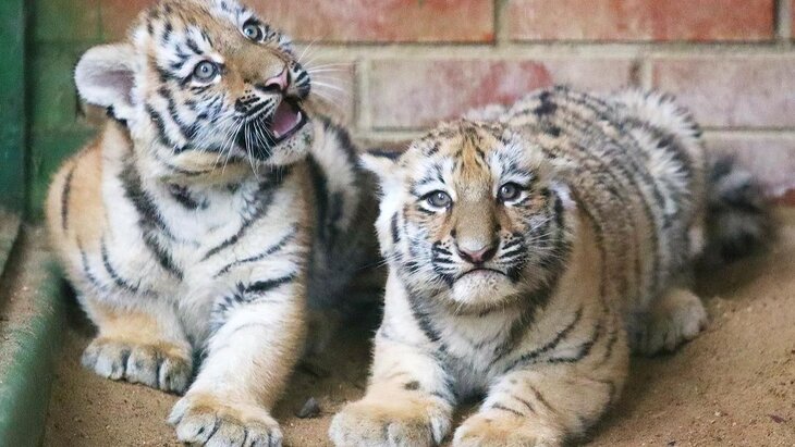 �������: ��������� ������ �� �������� ����������� �������� � 2026 ����