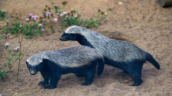 � ������� � ������������ �� ����������� �������� ��������� ��������� � ��������