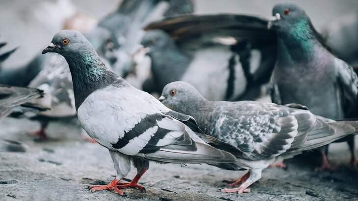 ����������� � ������ �� ����� � ������� ���� ���������� �������