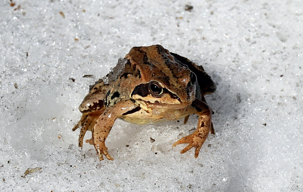 �������, ������� � ���� ������ �� ��������� ����������� ������