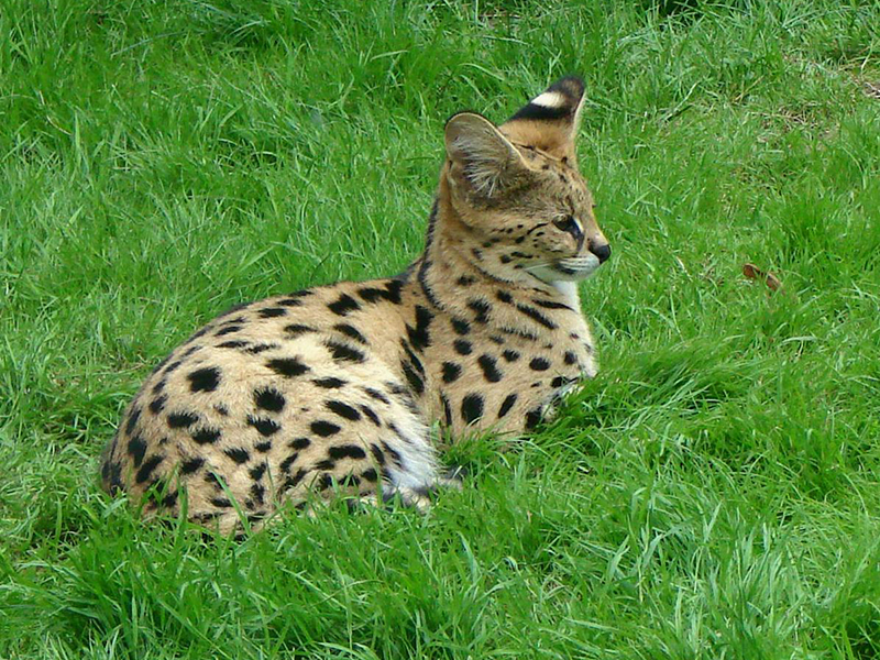 � ����� ���������� ���� ������� ������ ���� 