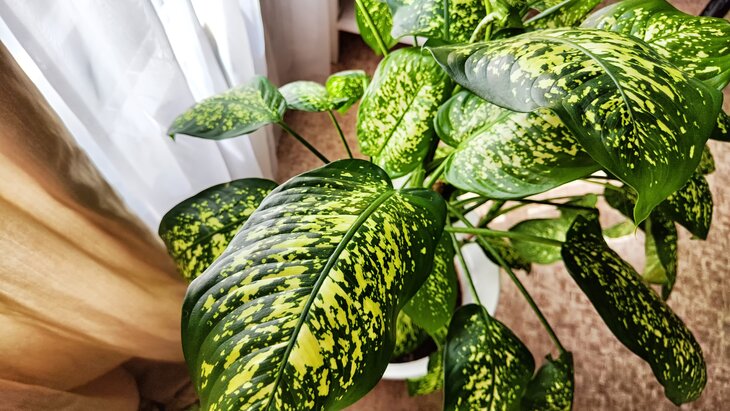 �������� ������� ��������, ������� �� ������������� ������� � ����