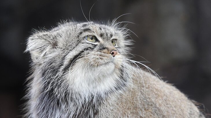 ������ ������� �� ����� ������� �� ����������� �������� ��-�� ������