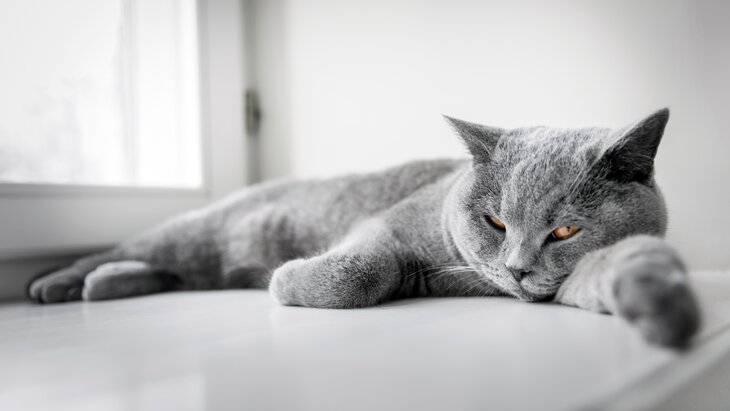 ��������� ������� ����� ������� ������ �����