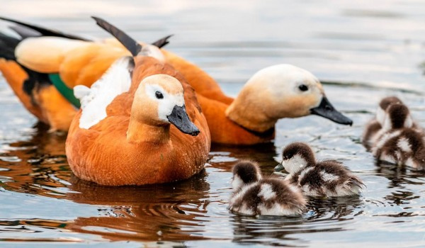 ����� 3 ���. ����� �������� ������� �� ������� ����������� �������