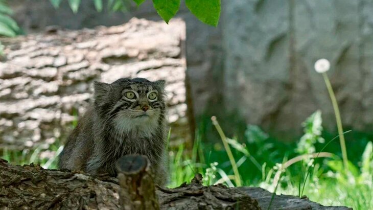 ����� ������� ������� � ����