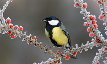 Учителя одной из школ в ЮАО рассказали о Дне зимующих птиц