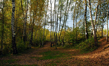 «Битцевский лес» 2 ноября проведёт экскурсию